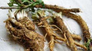 Raw Chicory Root